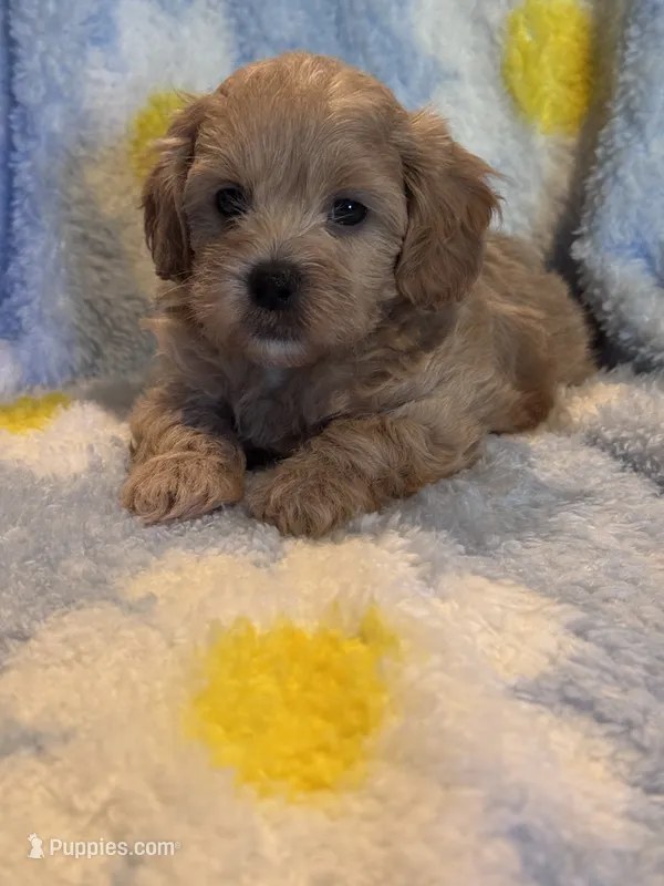 Toby – Maltipoo puppy for sale in Jasper, GA