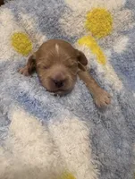 Toby, a male Mal Shi for sale in Jasper, GA – 2 of 5