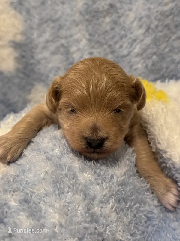 Max – Maltipoo puppy for sale in Jasper, GA