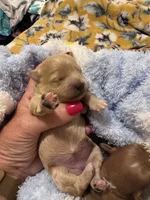 Polly, a female Mal Shi for sale in Jasper, GA – 1 of 2