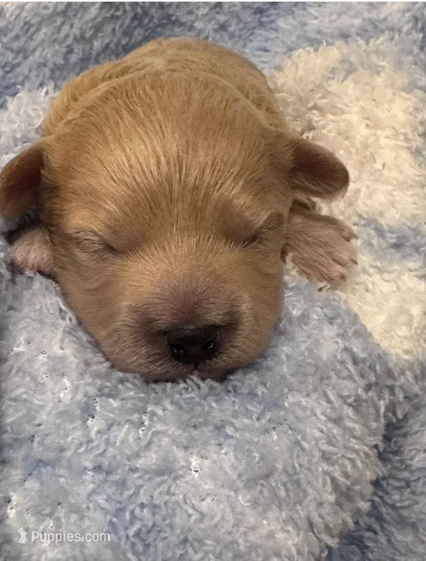 Teddy – Maltipoo puppy for sale in Jasper, GA