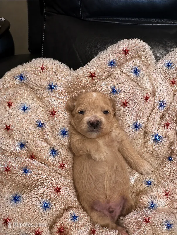 Ollie – Maltipoo puppy for sale in Jasper, GA