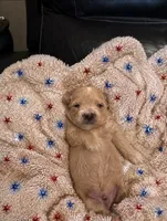 Ollie, a male Maltipoo for sale in Jasper, GA – 1 of 1