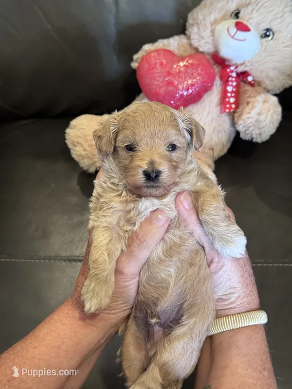 Max – Maltipoo puppy for sale in Jasper, GA