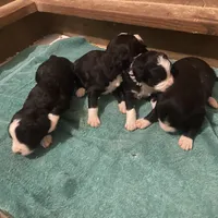 processed/ba0ac1ce-7e75-480d-82d1-0ad382b651bd/facility/da68db32-bdf2-4ac3-99c5-20d6bc578e34