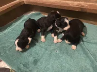 processed/ba0ac1ce-7e75-480d-82d1-0ad382b651bd/facility/da68db32-bdf2-4ac3-99c5-20d6bc578e34