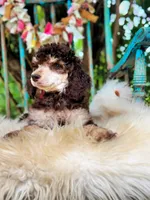 Penny, a female Poodle - Standard  for sale in Norman, OK – Photo 3 of 4