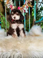 Penny, a female Poodle - Standard  for sale in Norman, OK – Photo 2 of 4