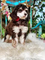 Penny, a female Poodle - Standard  for sale in Norman, OK – Photo 4 of 4