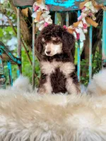 Penny, a female Poodle - Standard  for sale in Norman, OK – Photo 1 of 4