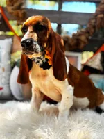 Sidney, a female Basset Hound for sale in Norman, OK – 3 of 3