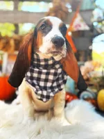 Walter, a male Basset Hound for sale in Norman, OK – 2 of 3
