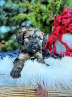 Sage, a female Saint Berdoodle for sale in Norman, OK – Photo 2 of 3
