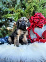 Sage, a female Saint Berdoodle for sale in Norman, OK – Photo 1 of 3