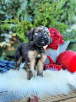 Sage, a female Saint Berdoodle for sale in Norman, OK – Photo 3 of 3