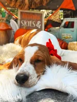 Millie, a female Basset Hound for sale in Norman, OK – 3 of 4