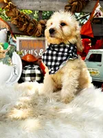 Asher, a male Goldendoodle for sale in Norman, OK – 3 of 3