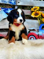 Bear, a male Bernese Mountain Dog for sale in Norman, OK – Photo 2 of 3
