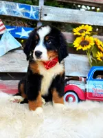 Bear, a male Bernese Mountain Dog for sale in Norman, OK – Photo 3 of 3