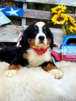 Bear, a male Bernese Mountain Dog for sale in Norman, OK – Photo 1 of 3