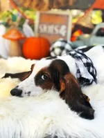Walter, a male Basset Hound for sale in Norman, OK – 3 of 3