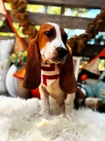 Fred, a male Basset Hound for sale in Norman, OK – 3 of 3