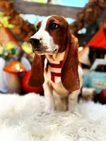 Fred, a male Basset Hound for sale in Norman, OK – 2 of 3