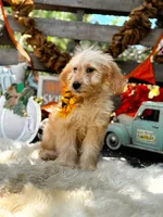 Abby, a female Goldendoodle for sale in Norman, OK – 3 of 3
