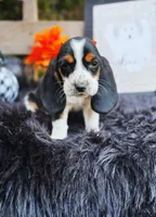 Penelope, a female Basset Hound for sale in Norman, OK – Photo 1 of 3