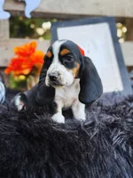 Penelope, a female Basset Hound for sale in Norman, OK – Photo 2 of 3