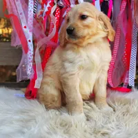 Roxy, a female Goldendoodle for sale in Norman, OK – Photo 2 of 3