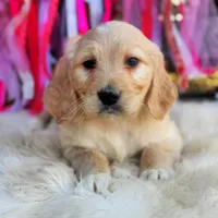 Roxy, a female Goldendoodle for sale in Norman, OK – Photo 1 of 3