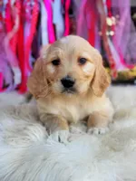 processed/ba0ac1ce-7e75-480d-82d1-0ad382b651bd/listing/3bf5ca37-82cd-4e37-9593-eeeacfb175e1/5fb8ad59-1285-42bd-95c7-e7574e67a5d1