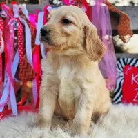 Roxy, a female Goldendoodle for sale in Norman, OK – Photo 3 of 3