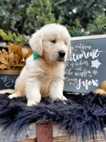 Penny, a female Golden Retriever for sale in Norman, OK – Photo 2 of 4
