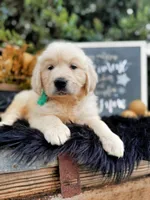 Penny, a female Golden Retriever for sale in Norman, OK – Photo 4 of 4