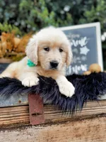 Penny, a female Golden Retriever for sale in Norman, OK – Photo 1 of 4