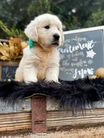 Penny, a female Golden Retriever for sale in Norman, OK – Photo 3 of 4