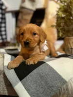 AKC Bella, a female Golden Retriever for sale in Norman, OK – Photo 1 of 3