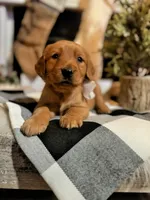 AKC Bella, a female Golden Retriever for sale in Norman, OK – Photo 2 of 3