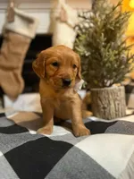 AKC Bella, a female Golden Retriever for sale in Norman, OK – Photo 3 of 3