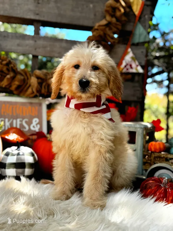 Buddy – Goldendoodle puppy for sale in Norman, OK