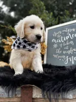 Scout, a male Golden Retriever for sale in Norman, OK – Photo 1 of 4