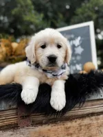 Scout, a male Golden Retriever for sale in Norman, OK – Photo 2 of 4