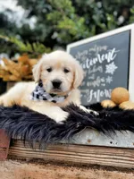 Scout, a male Golden Retriever for sale in Norman, OK – Photo 4 of 4