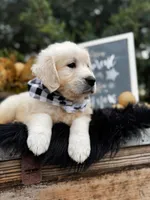 Scout, a male Golden Retriever for sale in Norman, OK – Photo 3 of 4