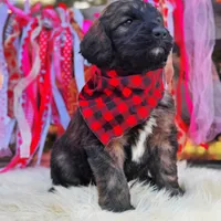 Duke, a male Saint Berdoodle for sale in Norman, OK – Photo 3 of 3