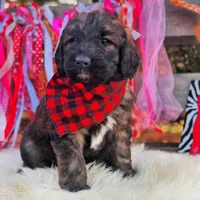 Duke, a male Saint Berdoodle for sale in Norman, OK – Photo 1 of 3