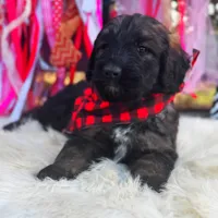 Duke, a male Saint Berdoodle for sale in Norman, OK – Photo 2 of 3