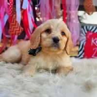 Sally, a female Goldendoodle for sale in Norman, OK – Photo 2 of 3